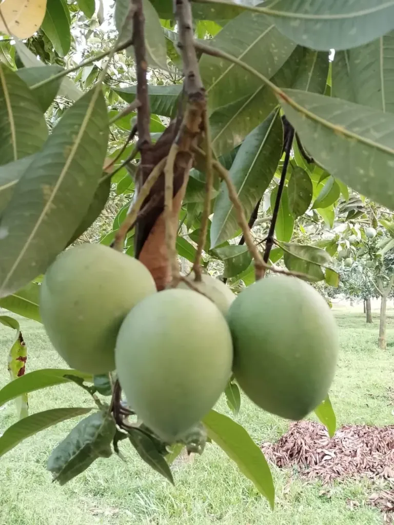 [HARIVANGA-12KG] হাঁড়িভাঙ্গা আম(Harivanga Mango) (১২ কেজি)