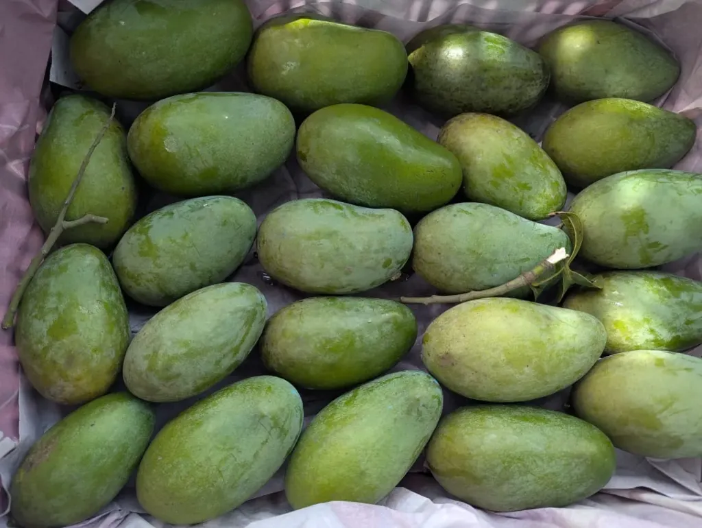 [AMRUPALI-11KG] আম্রপালি আম (Amrupali Mango) (১১ কেজি)